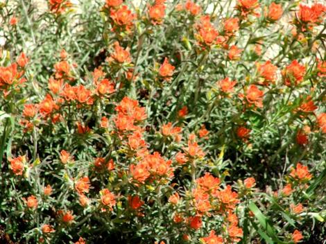 Castilleja foliolosa Woolly Indian Paintbrush - grid24_12