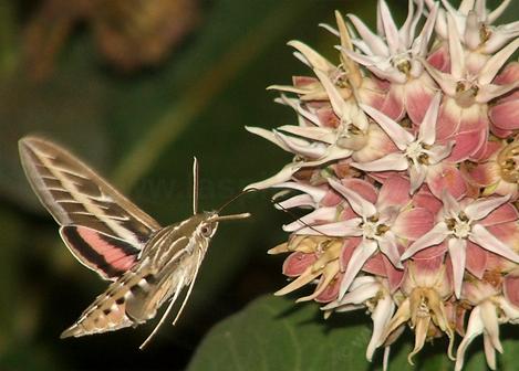white lined sphinx moth working the flowers of showy milkweed, Asclepias speciosa - grid24_12