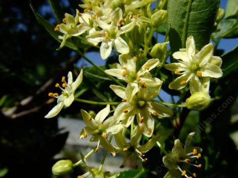 Ptelea crenulata, Western Hop tree  flowers - grid24_12