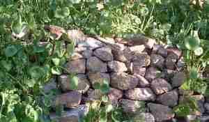 Dry stack wall with miner's lettuce - grid24_12