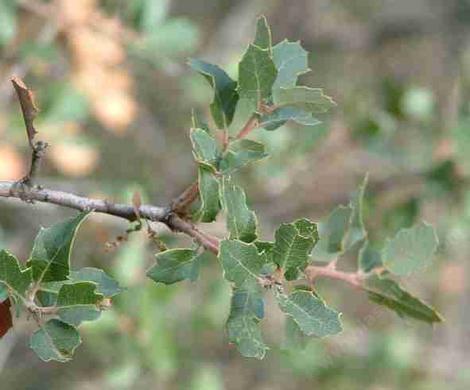 One of the scrub oaks. There are so many flavors, varieties, hybrids and species many times it's the best fit. This is probably Quercus berberidifolia. - grid24_12