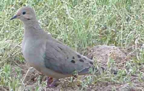 Mourning Dove that we commonly see in the morning. - grid24_12