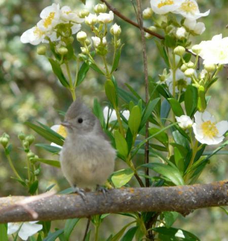 Carpenteria californica, Bush anemone with a Titmouse - grid24_12