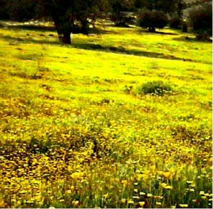 Layia platyglossa, Tidy Tips, growing with goldfields, and other wildflowers, makes a lovely carpet, with Quercus douglasii,  in the interior of San Luis Obispo county, California.  - grid24_12