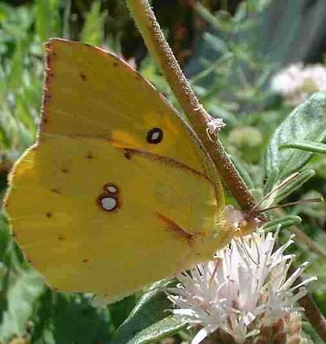 Dogface Butterfly, Zerene eurydice on a Monardella flower. - grid24_12