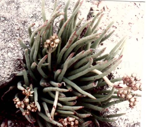 Lady Fingers (Dudleya edulis)  in rock - grid24_12