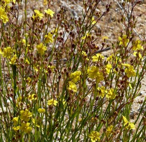 Helianthemum scoparium Sun Rose - grid24_12