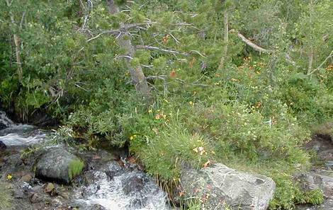 Lundy canyon with Sierra snow melt washing thorough Columbine, Aquilegia formosa, Monkey flower, Pinus contorta ssp. murrayana, lodgepole pine - grid24_12