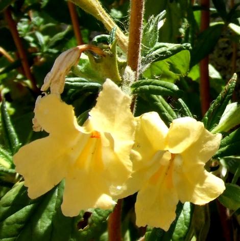 The yellow monkey flower from the Southern Sierra - grid24_12