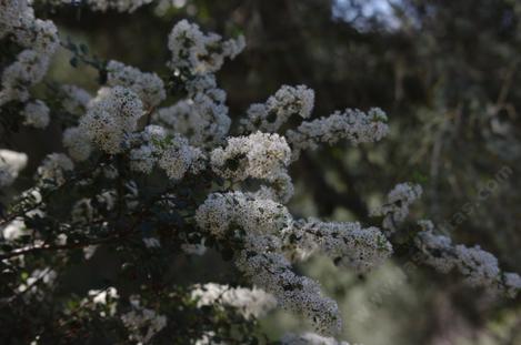 Ceanothus verrucosus, wart-stem ceanothus, barranca brush, really? Why not POX plant. It really is a nice bush with nice flowers.  - grid24_12