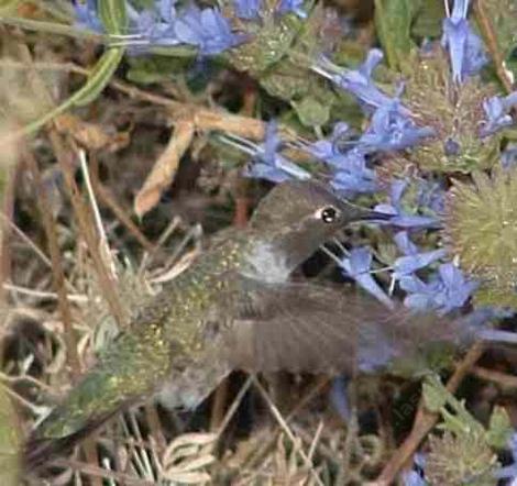 Hummingbird working a Winnifred Gilmann flower - grid24_12