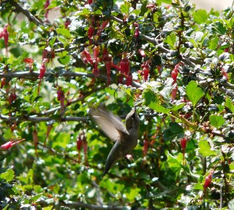Ribes specosum, Fuchsia flowered Gooseberry, in flower with Anna Hummingbird. - grid24_12