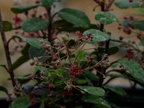 Ribes viburnifolium, Evergreen Currant is a shade lover - grid24_12