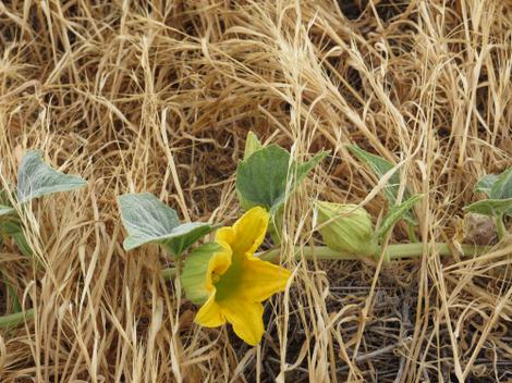 Cucurbita foetidissima, Coyote Melon flowers - grid24_12