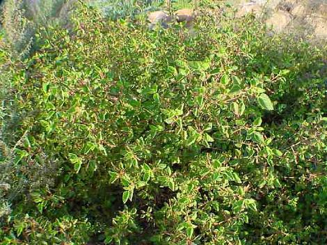 The new growth is reddish on Acalypha californica, Copper Leaf, a California plant in the Euphorbiaceae.  - grid24_12