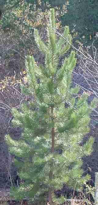 Pinus attenuata x radiata, P. attenuradiata, is a hybrid pine that we are growing out. - grid24_12