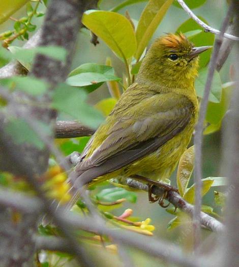 Orange-crowned warbler, Vermivora celata has a  little attitude? - grid24_12