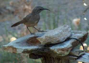 California Thrasher, Toxostoma redivivum at bird bath - grid24_12