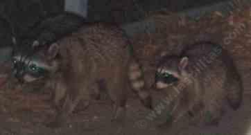 Raccoon gangs rule the neighborhood at night. - grid24_12 Raccoon gangs rule the neighborhood at night. - grid24_12
