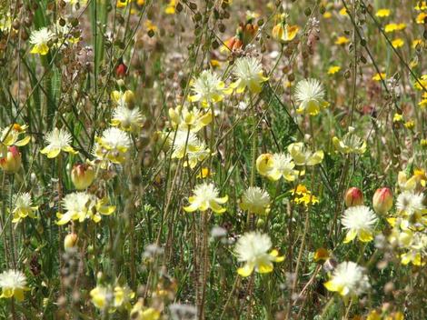 Platystemon californicus, Cream Cups out in Carrizo Plains - grid24_12