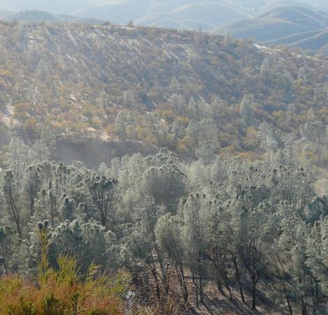 Pinus sabiniana, Gray Pine, is here growing in the central oak woodland, California, with Adenostoma fasciculatum, and Trichostema lanatum in the foreground.  - grid24_12