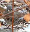 Fox sparrow, Passerella iliaca watching the camera. - grid24_12