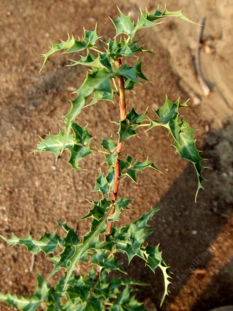  Mahonia haematocarpa (red barberry) - grid24_12