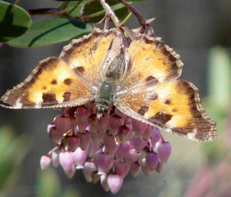 A Tortoise Shell Butterfly on Arctostaphylos stanfordiana Bakeri, Louis Edmunds Manzanita. - grid24_12