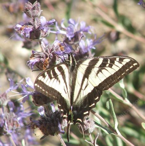 Salvia Pozo Blue with a Pale Swallowtail butterfly working the flowers. - grid24_12