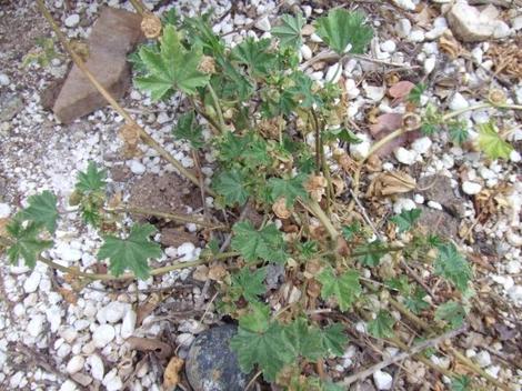 Mallow weed, we only got it under control with mulch.  - grid24_12