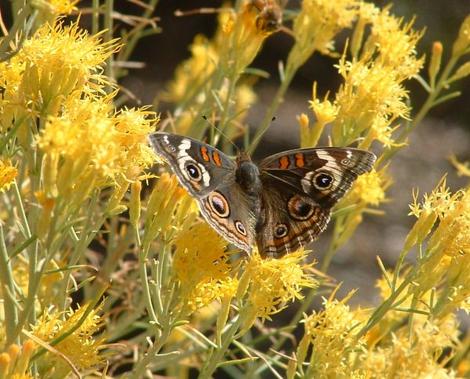A Buckeye butterfly sipping nectar from a flower of Chrysothamnus nauseosus, Rabbitbrush. - grid24_12