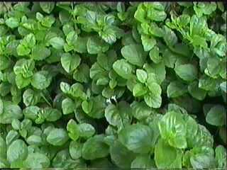 Yerba Buena, Satureja douglasii is a beautiful green groundcover for shade. - grid24_12