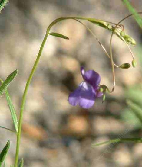 Antirrhinum kelloggii (syn. Neogaerrhinum strictum) Climbing Snapdragon - grid24_12