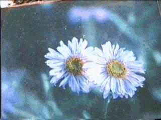 Erigeron glaucus Authur Menzies has bigger flowers but much fewer flowers than Wayne Roderick and was not as easy for customers. - grid24_12