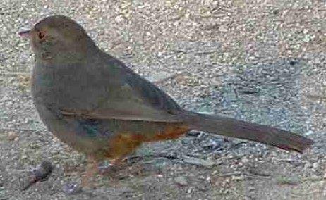 California Towhee, Pipilo crissalis - grid24_12