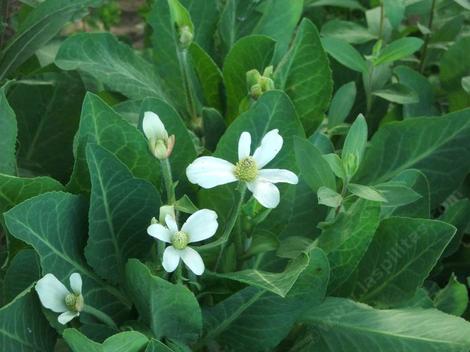 Here looking down on a flowering Anemopsis californica, Yerba Mansa, growing at the edge of a waterway. - grid24_12