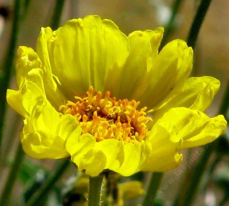 Acton Encelia, Mountain Bush Sunflower, Encelia actoni with flowers - grid24_12