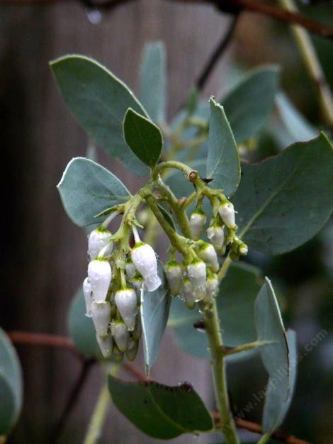 Arctostaphylos glauca from Frazier Park flower, plant makes a mound about 4 ft tall and 8 ft wide. - grid24_12