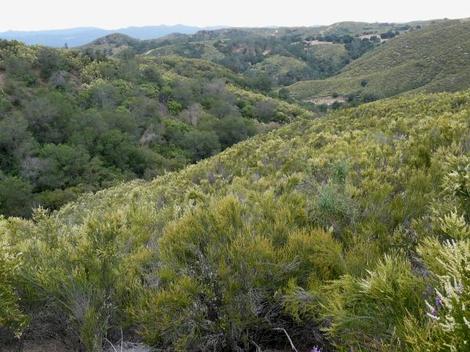 A hillside of Woolly Blue curls and Adenostoma fasciculatum (Chamise or Greasewood) in flower. Much maligned for flammability, it's less flammable than most garden plants.  - grid24_12