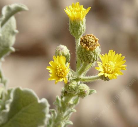 Heterotheca grandiflora, Telegraph Weed flowers - grid24_12