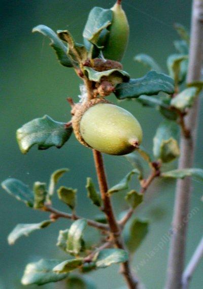 Quercus berberidifolia, the California Scrub Oak used to be part of Quercus dumosa. - grid24_12