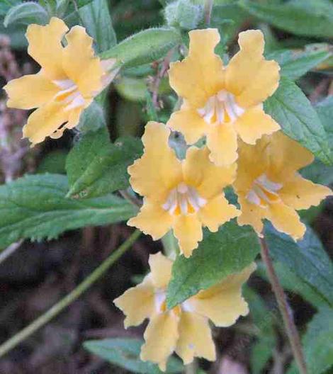 Diplacus longiflorus, Conejo monkey flower is sometimes called Mimulus aurantiacus, which is what they call almost all the monkey flowers. It's like everyone is Bob and Mary. - grid24_12