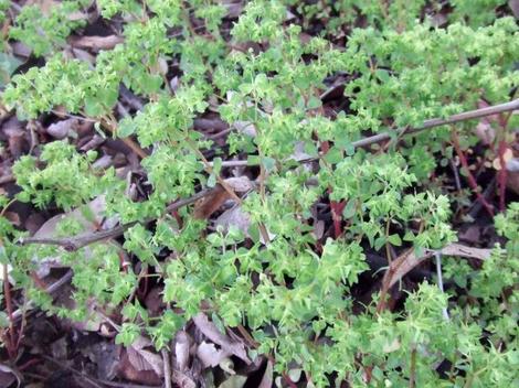 Euphorbia peplus (petty spurge, radium weed, cancer weed, or milkweed) is a nasty weed - grid24_12