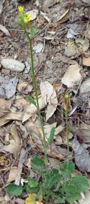 Black mustard is a nasty weed that you probably will have to cut off just below the crown. Tedious, but it doesn't come back. Remove the debris, the green, immature seeds will germinate. THIS IS NOT A NATIVE PLANT! - grid24_12