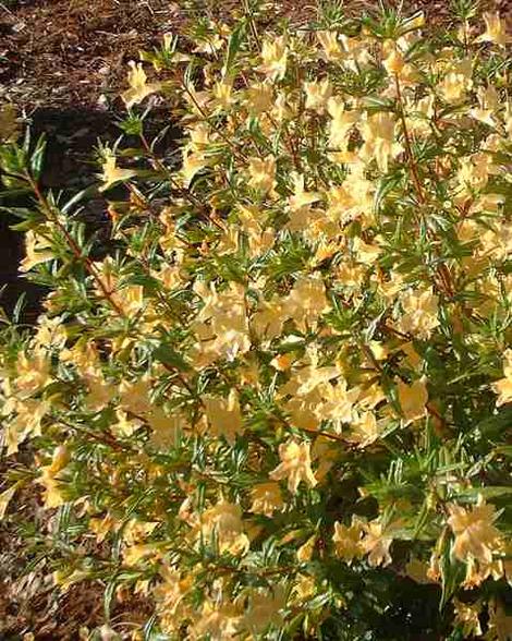 A Ramona Monkey flower in full flower - grid24_12