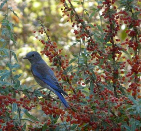Western Bluebird on Mahonia nevinii, (syn. Berberis nevinii) Nevin's Barberry berries. - grid24_12