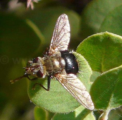 early tachinid fly lloks like a horror move - grid24_12