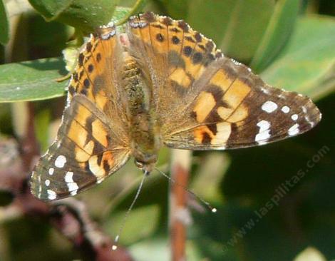An America Beauty butterfly on the flowers of Arctostaphylos crustacea subsp. eastwoodiana - grid24_12