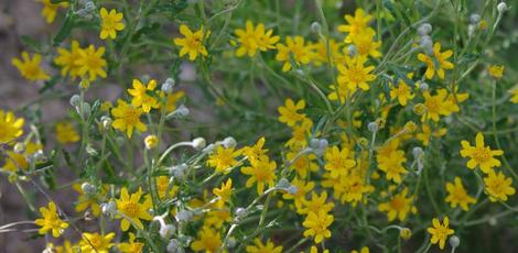 Eriophyllum lanatum var. grandiflorum; Common Woolly Sunflower is very diverse. The keys are problematic on this species as ours are commonly 8 rays, sometime 7, sometimes 9. - grid24_12