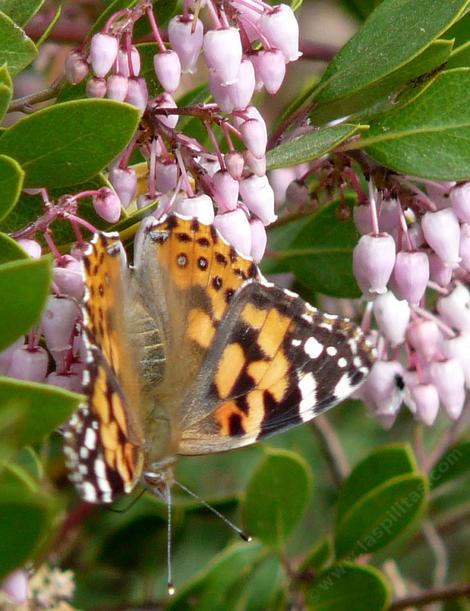 Howard McMinn manzanita with a Painted Lady Butterfly - grid24_12